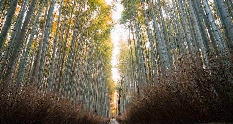 Japon : Le pays du soleil levant (20 destinations) - Intrepid Travel 9