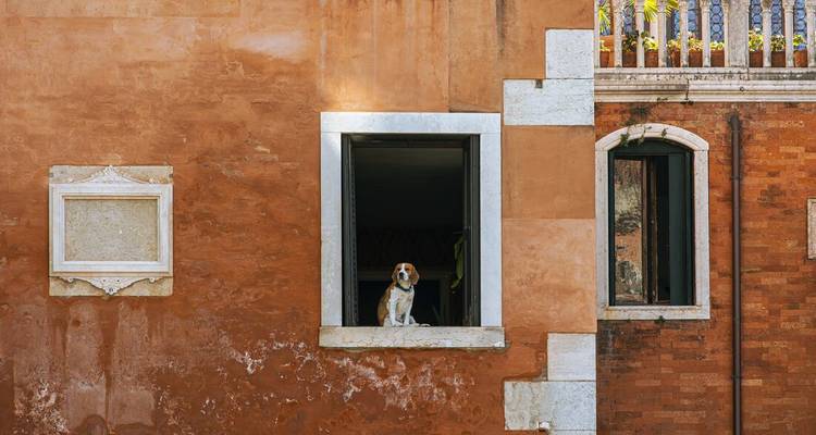 Ein freundlicher Hund lehnt sich auf eine Fensterbank eines rustikalen orangefarbenen Gebäudes mit abblätternder Farbe.