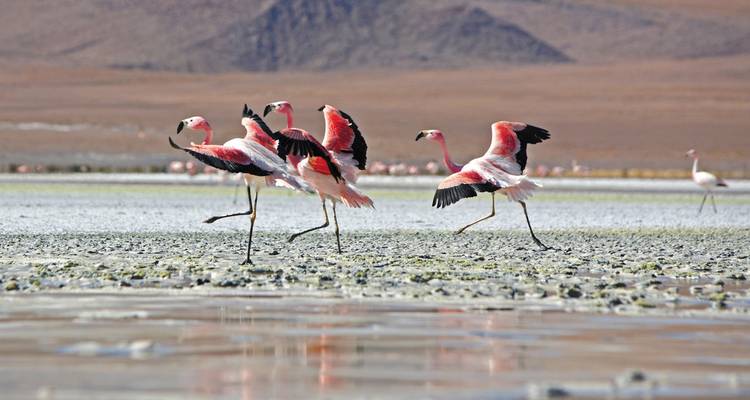 Explora Perú y Bolivia (39 destinations) - Intrepid Travel 9