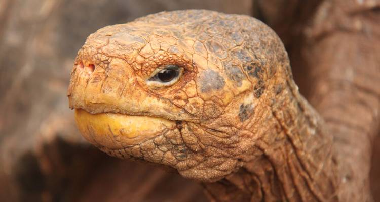 Close-up portrait of a Galapagos giant tortoise’s textured face and amber eye.