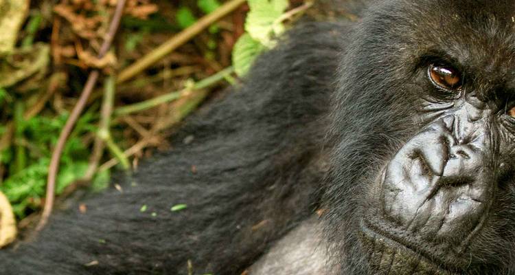 Gorillas to Vic Falls (30 destinations) - Intrepid Travel 10
