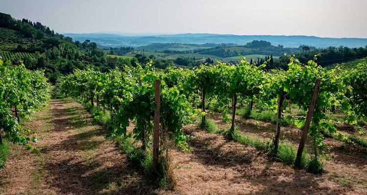 Vignoble avec des collines ondulantes en arrière-plan.