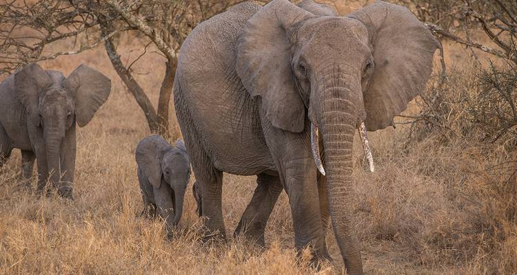 Elephants walking through a dry, bushy terrain, leading their herd.