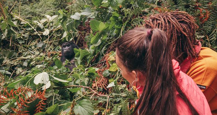 Two people observing a gorilla up close in a lush jungle setting.