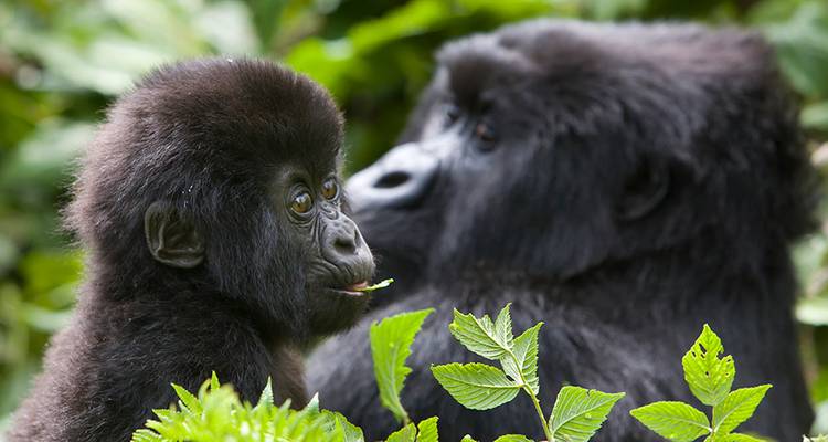 A close-up of two gorillas, one appearing to be a younger member of the group.