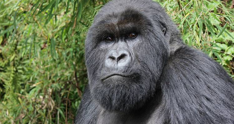 Close-up image of a large gorilla in its natural habitat.