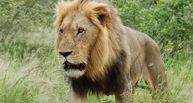 Premium Southern Africa - Intrepid Premium 4