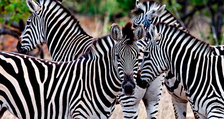 Premium Southern Africa - Intrepid Premium 7
