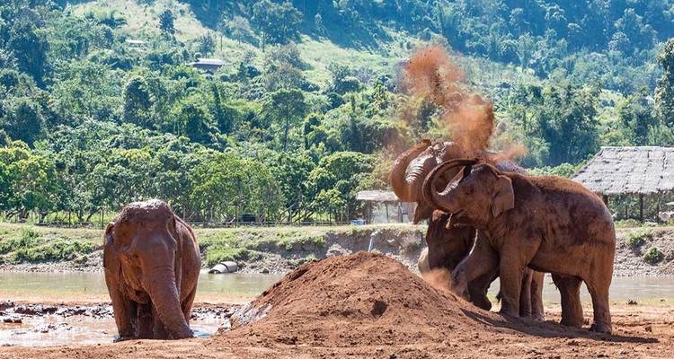 Elephants playing in the dirt in a spacious natural environment.
