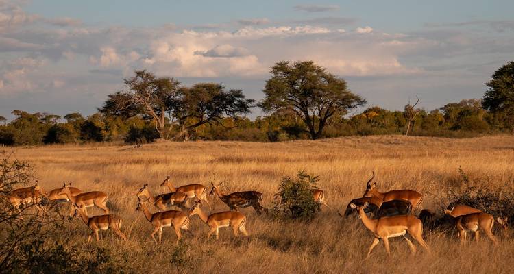 Zimbabwe – 14 Days Highlights Victoria Falls Ruins Safari - Bucket List Group Travel LLC 1