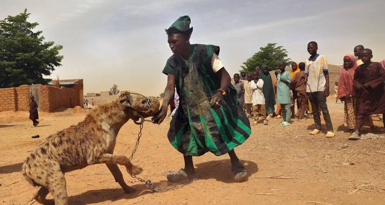 Person, die mit einer angeketteten Hyäne interagiert, umgeben von Menschen.