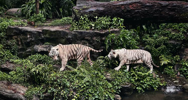 3-Day Singapore City Stopover - The Dragon Trip 8
