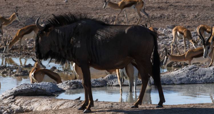 The Southern Cross - Absolute Africa 8