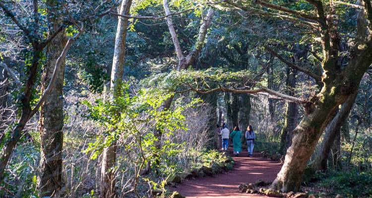 2025 Discover Jeju in 3days: A Curated All-Inclusive Experience - HanaTour ITC 10