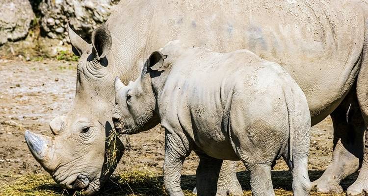 Join Our Exciting 3 Days Tanzania Group Joining Safari from Arusha - Africa Natural Tours 1