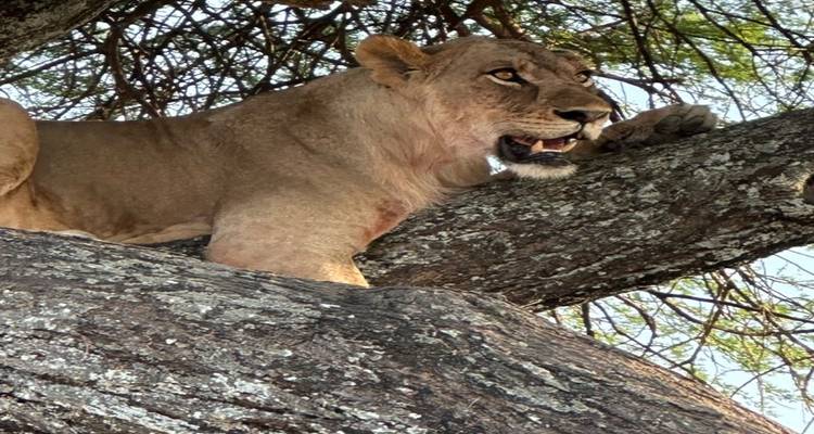 Una leona descansa en la rama de un árbol, observando atentamente la sabana.