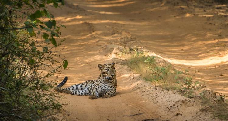 Le Sri Lanka en profondeur (Horton Plain) - Explore! 8