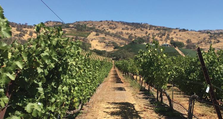Longue rangée de vignes s'étendant vers les collines brûlées par le soleil dans un vignoble de la vallée de Napa