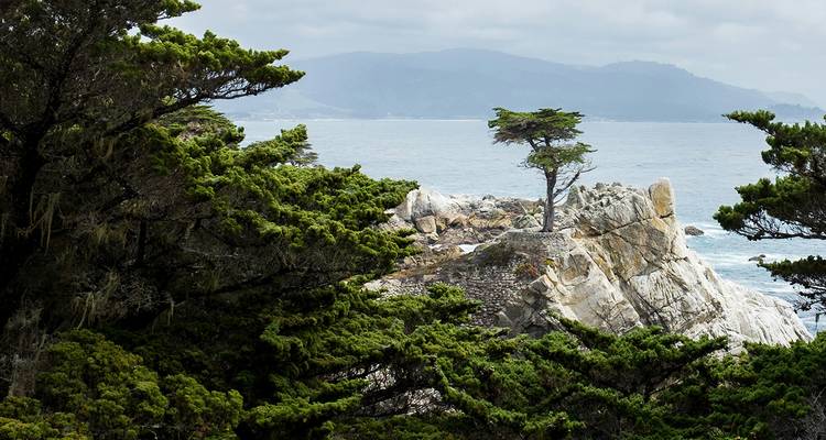 Cyprès solitaire emblématique perché sur un affleurement rocheux encadré par des arbres à feuillage persistant le long de la côte du Pacifique