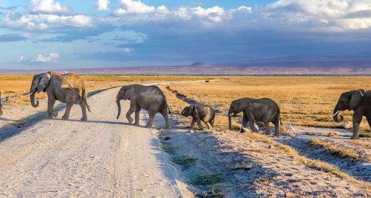 Troupeau d'éléphants traversant une route de terre dans la savane.