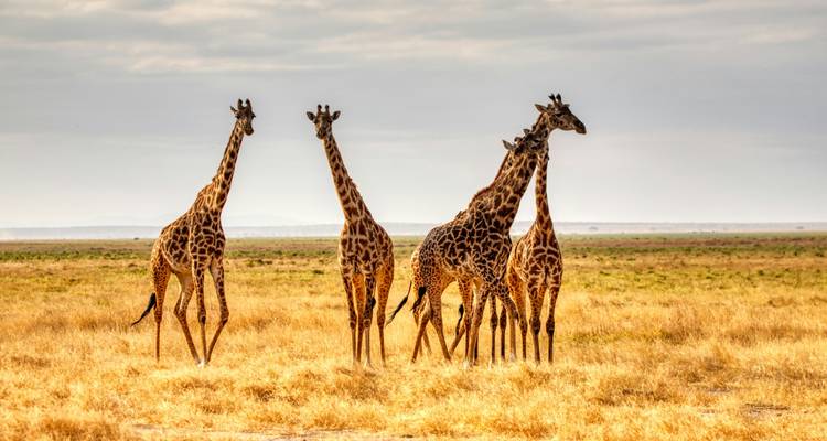 Groupe de girafes debout dans une zone herbeuse.