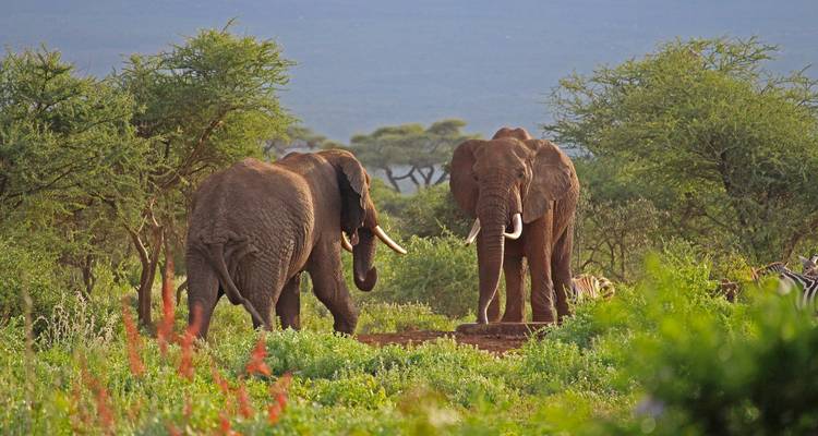Deux éléphants debout au milieu d'une végétation luxuriante