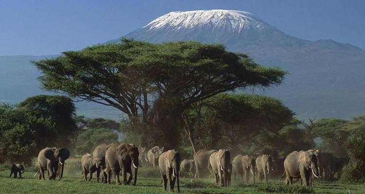Troupeau d'éléphants avec le mont Kilimandjaro en arrière-plan