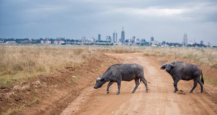 Excursión de 1 día a Nairobi - Samson's Safaris 4