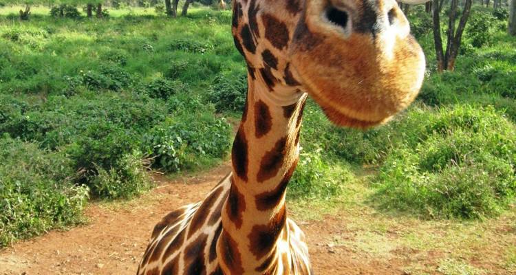 Excursión de 1 día a Nairobi - Samson's Safaris 6