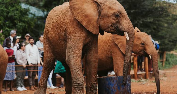 Excursión de 1 día a Nairobi - Samson's Safaris 3