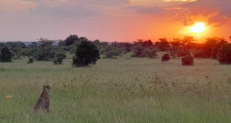 Excursión de 1 día a Nairobi - Samson's Safaris 8