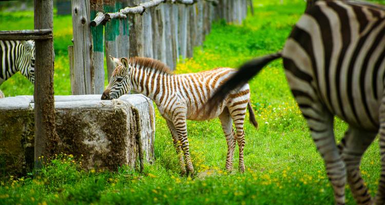 Young zebra standing by a fence in a grassy area.