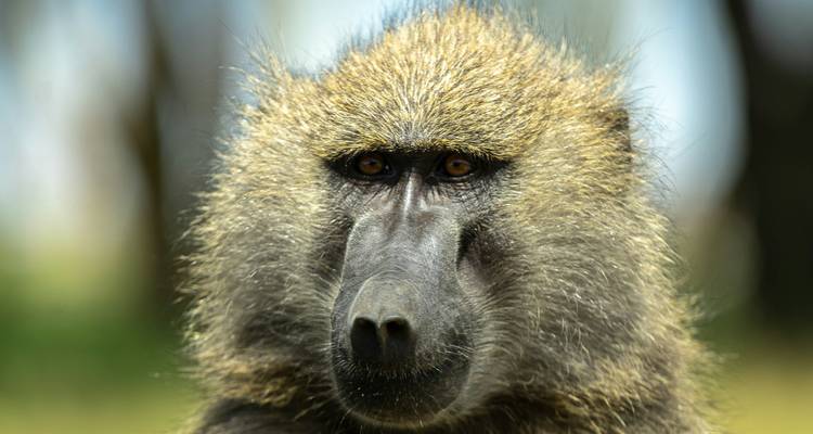 Portrait of a baboon with expressive eyes.