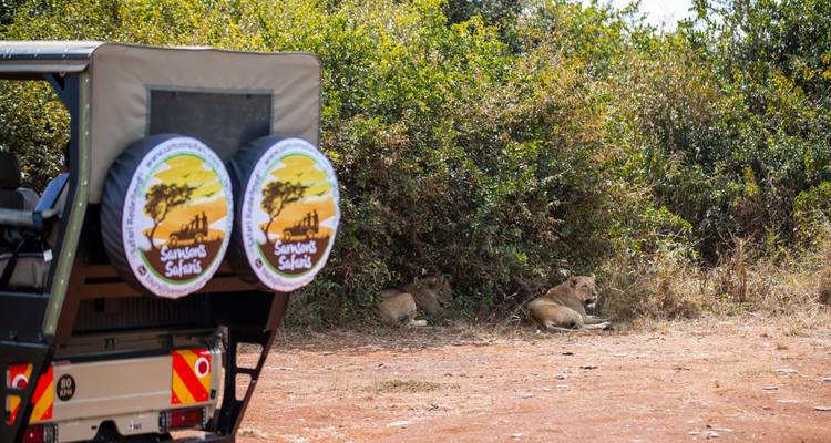 Safari vehicle with lions resting in the shade nearby.