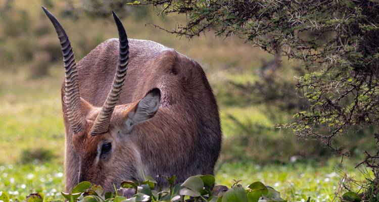 Antelope grazing near a tree in the savannah.