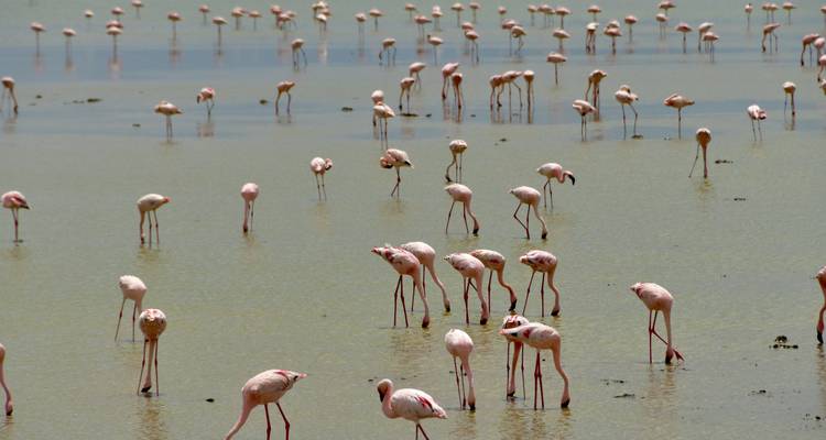 Flock of flamingos standing in shallow water.