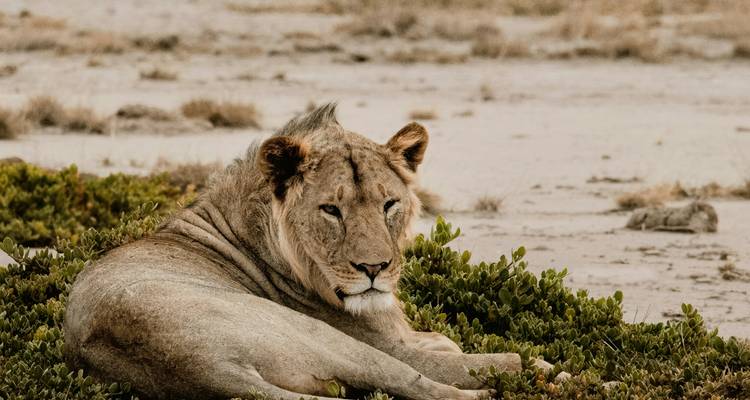 Lion resting in a grassy area looking towards the camera.