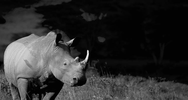 Excursión de 1 día al Lago Nakuru - Samson's Safaris 7