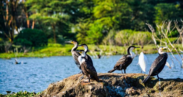 Excursión de 1 día al Lago Nakuru - Samson's Safaris 6