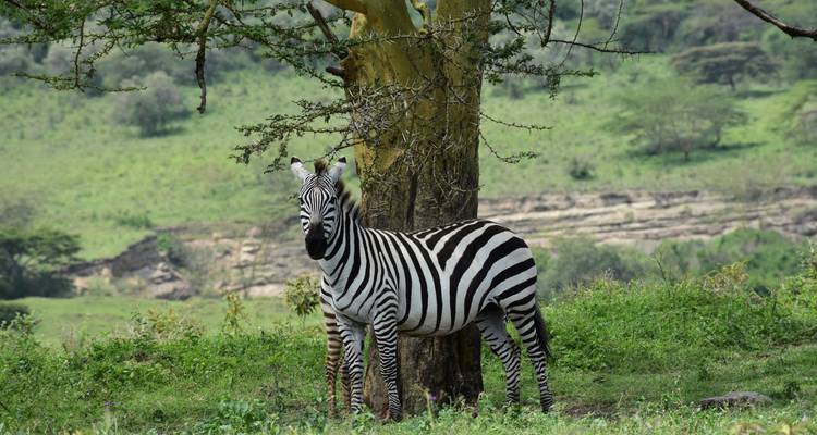 Excursión de 1 día al Lago Nakuru - Samson's Safaris 3