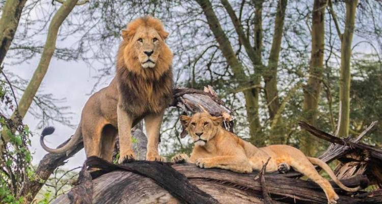 Excursión de 1 día al Lago Nakuru - Samson's Safaris 2