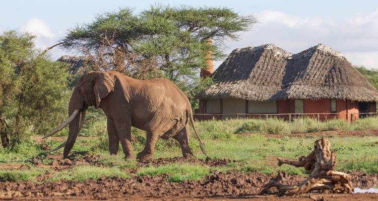 Safari de 4 días por Nairobi y Amboseli - Samson's Safaris 2