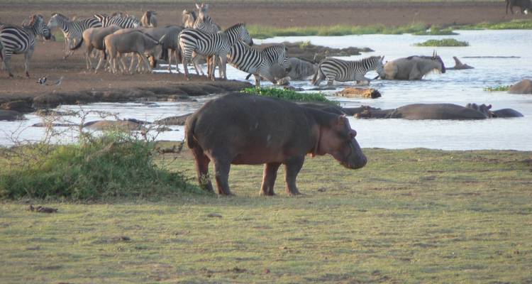 Safari de 4 días por Nairobi y Amboseli - Samson's Safaris 3