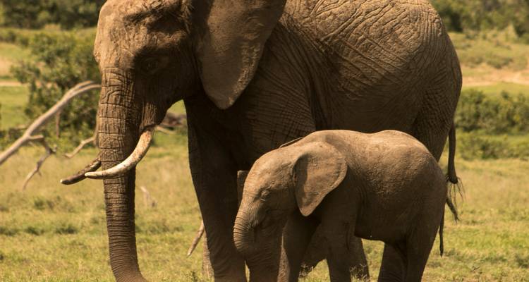 1-Day Ol Pejeta Conservancy Safari - Samson's Safaris 2