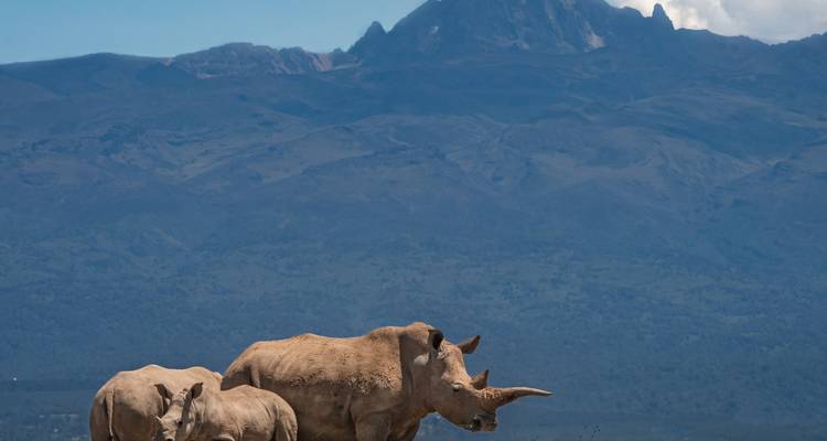 1-Day Ol Pejeta Conservancy Safari - Samson's Safaris 7
