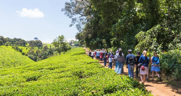 Visita a la granja de té de Limuru - Samson's Safaris 1