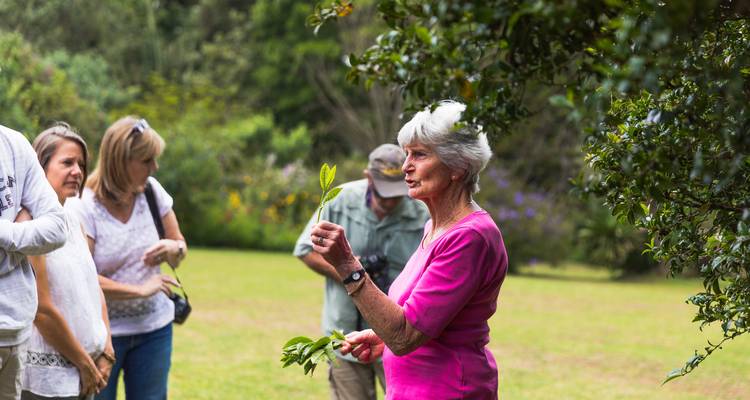 Visita a la granja de té de Limuru - Samson's Safaris 3