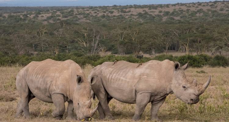 3 Day Solio RanchSafari - Samson's Safaris 8