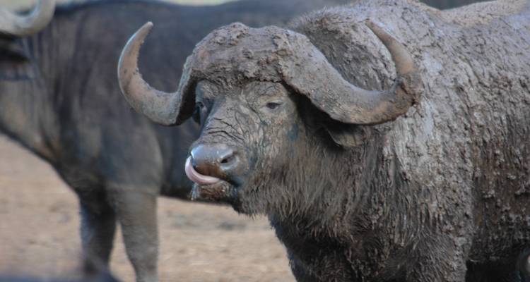 Safari de 4 días por Nairobi y Aberdare - Samson's Safaris 2