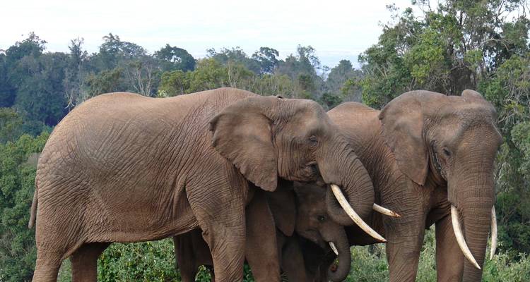 Safari de 4 días por Nairobi y Aberdare - Samson's Safaris 4